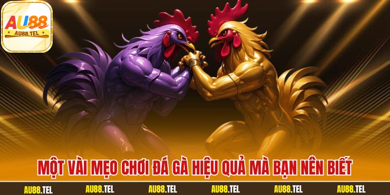 Đá Gà AU88 – Sân Chơi Cá Cược Trực Tuyến Sôi Động 24/7 - Winrivo88